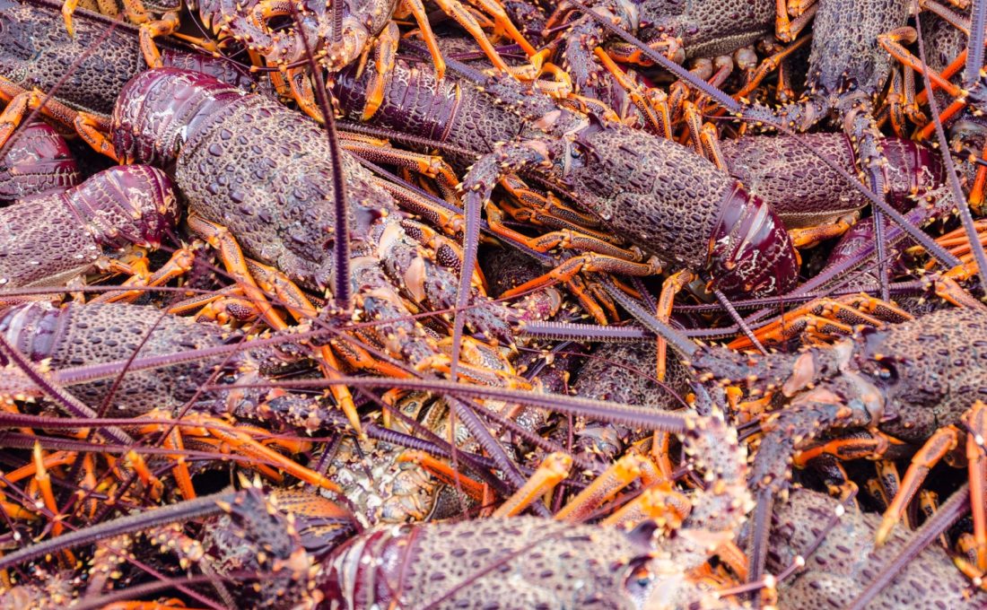 chathamislandseafoodextravaganza